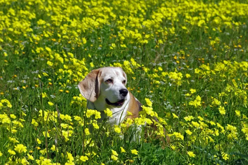 Alergia primaveral perros y gatos: síntomas y tratamiento