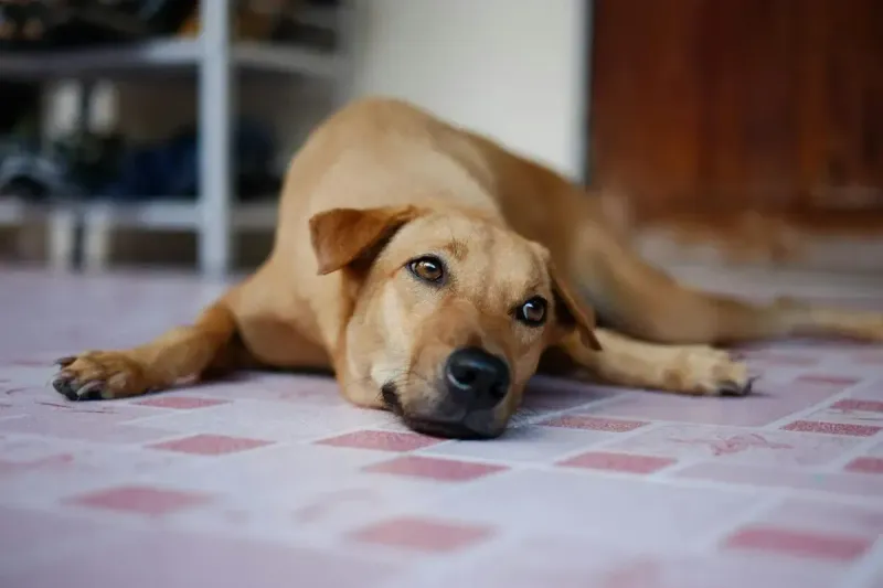 Manta refrescante para perros: comparativa 2026