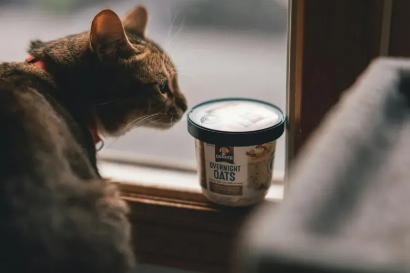 Alimentos tóxicos para gatos: guía completa