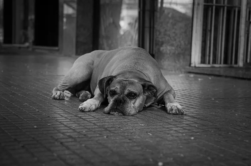 Ansiedad por separación en perros: cómo ayudarle