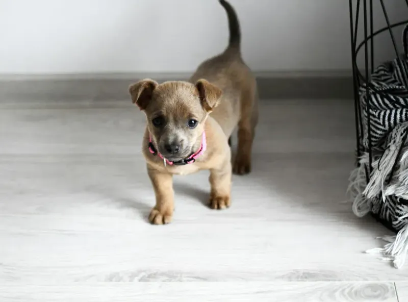 Cachorro en casa: guía de las primeras semanas
