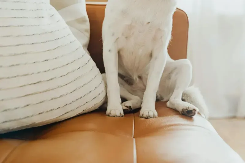 Cepillos para quitar pelo de perro del sofá