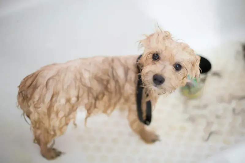 Champú para perros con piel sensible: comparativa 2026