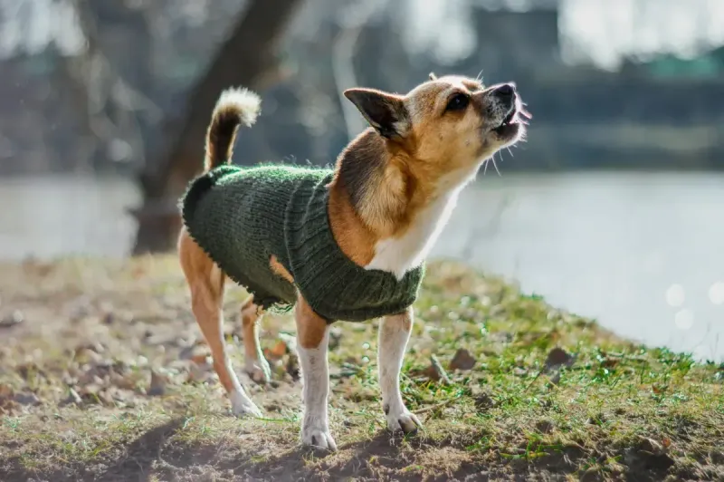 Collares antiladridos para perros: comparativa 2026