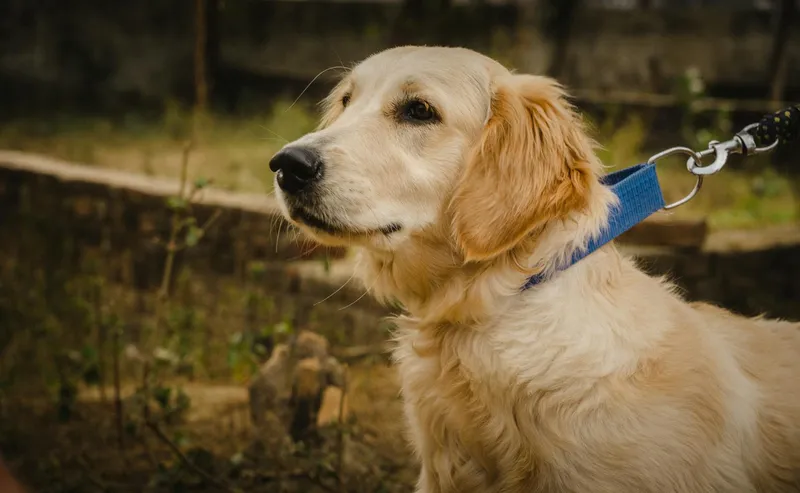 Collar antiparasitario natural para perros: comparativa 2026