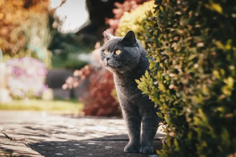GPS para gatos: comparativa de collares 2026