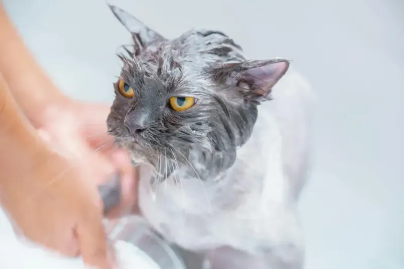 Cómo bañar a un gato: guía paso a paso para hacerlo sin drama