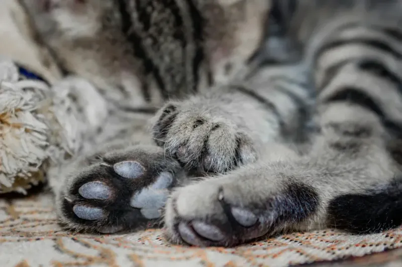 Cómo cortar las uñas a un gato: guía paso a paso sin estrés