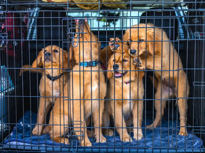 Perros viajando en transportín dentro de un coche