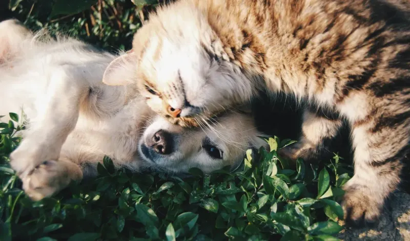 Cómo presentar un perro y un gato: guía paso a paso