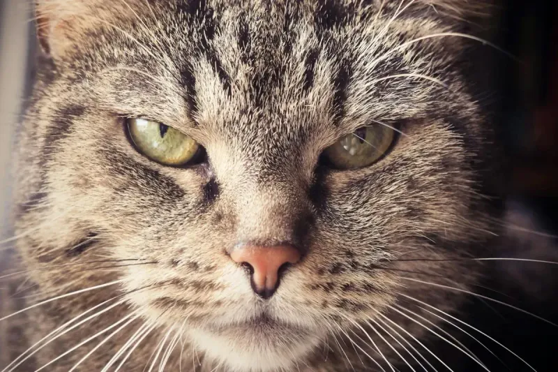 Cómo saber la edad de un gato: guía completa