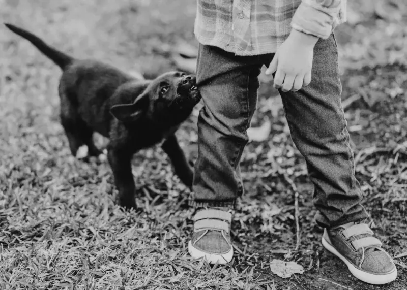 Cómo socializar a un cachorro: guía completa