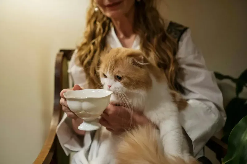 Fuentes de agua para gatos: comparativa 2026