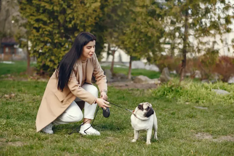 Correa extensible para perros: comparativa 2026