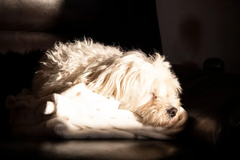 Perro blanco dormido sobre una manta en el sofá de casa