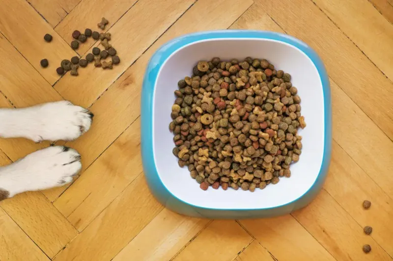 ¿Cuántas veces al día debe comer un perro?