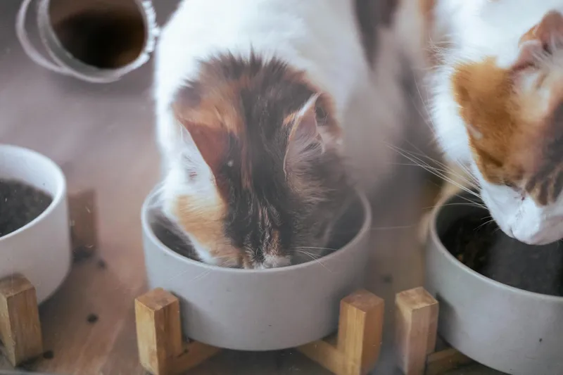 Cuánto cuesta mantener un gato al mes en España