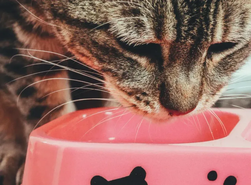 ¿Cuánto debe comer un gato adulto? Guía de cantidades