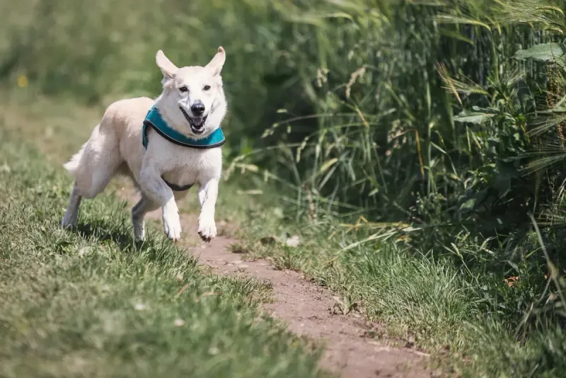¿Cuánto ejercicio necesita tu perro? Guía completa por razas
