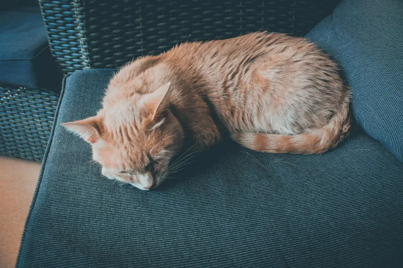 ¿Puedo dejar a mi gato solo un fin de semana?