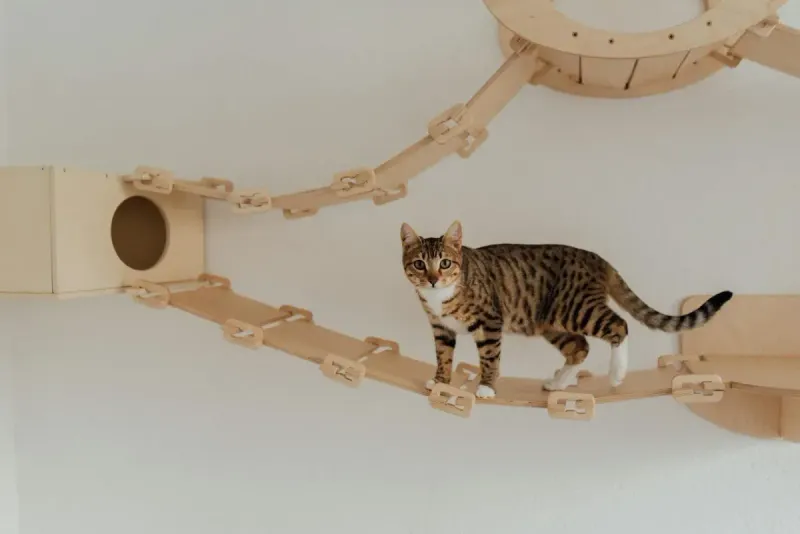 Cómo jugar con tu gato de interior: enriquecimiento ambiental