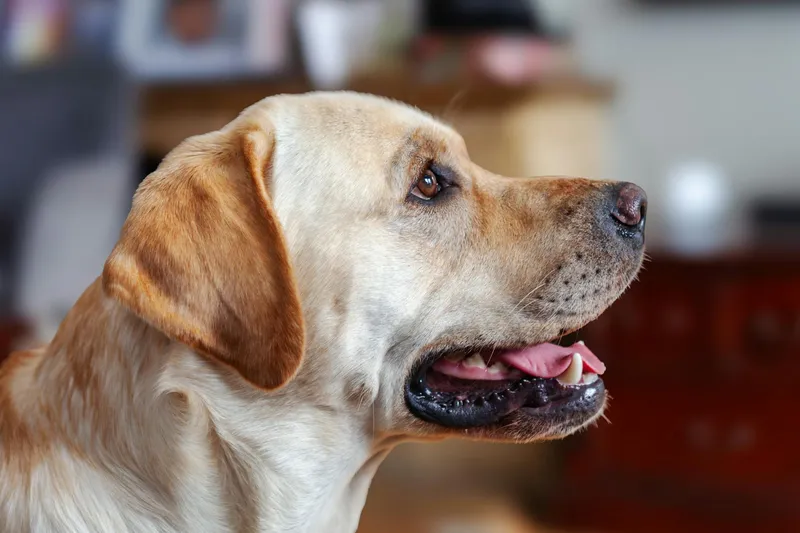 Cómo evitar que tu perro coma cosas del suelo