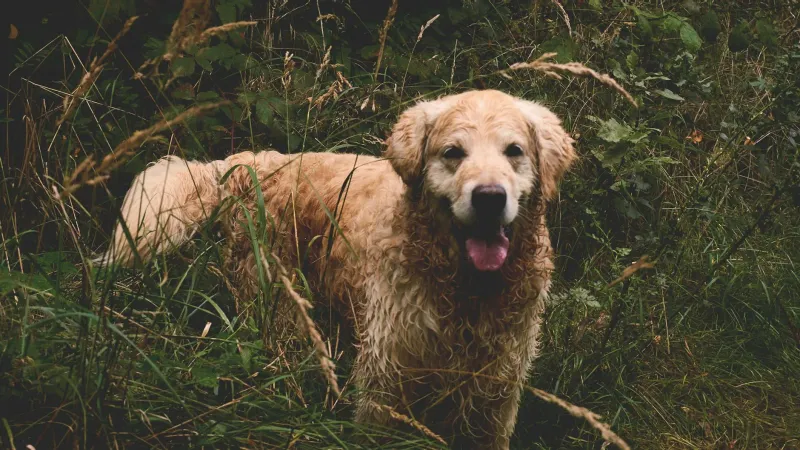 Garrapatas en perros: cómo prevenir y extraerlas