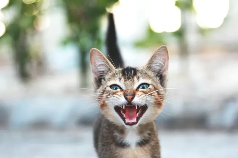 Mi gato maúlla mucho por la noche: causas y soluciones