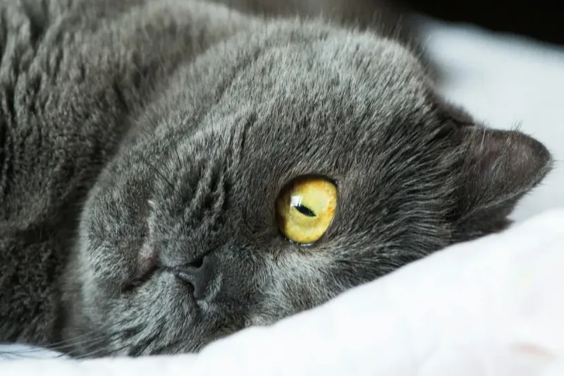 Mi gato vomita: causas y cuándo preocuparse