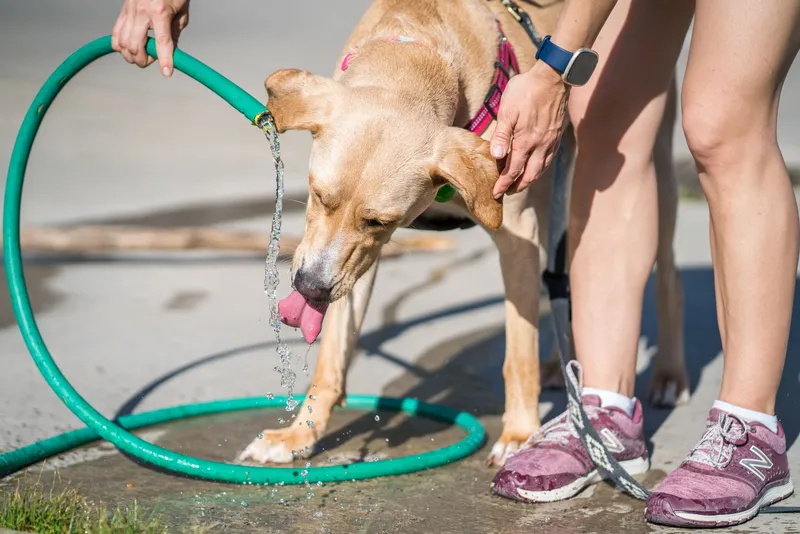 Golpe de calor en perros: síntomas y primeros auxilios