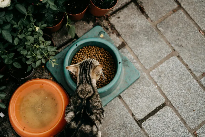 Alimentación para gatos: guía completa