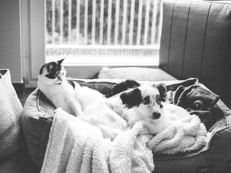 Cómo preparar tu casa para un perro o un gato