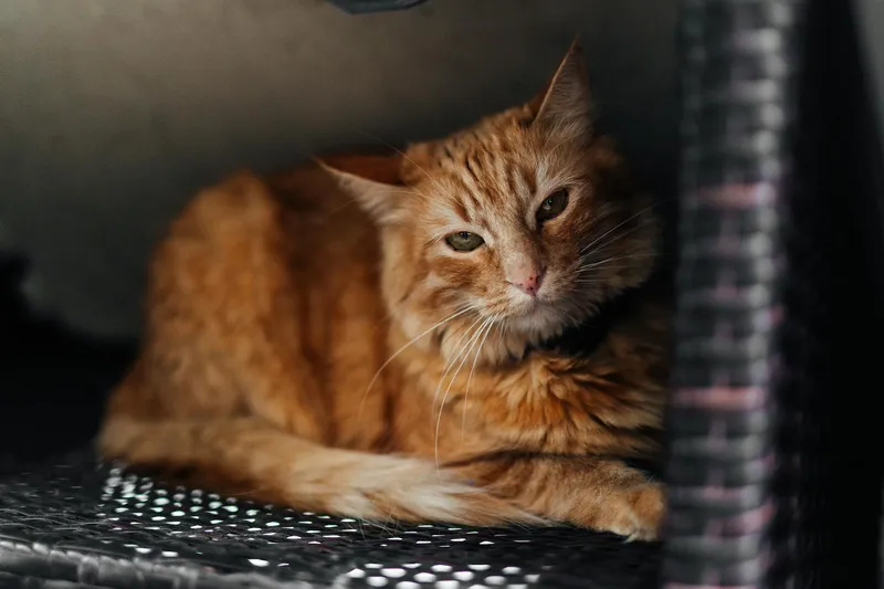 Salud y cuidados del gato: guía completa