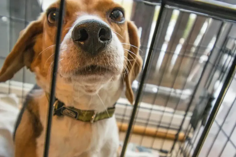 Jaula para perros: comparativa casa y coche 2026