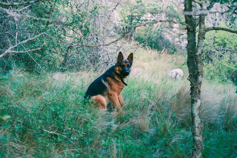Juegos con perros: ideas para estimularle en casa y fuera