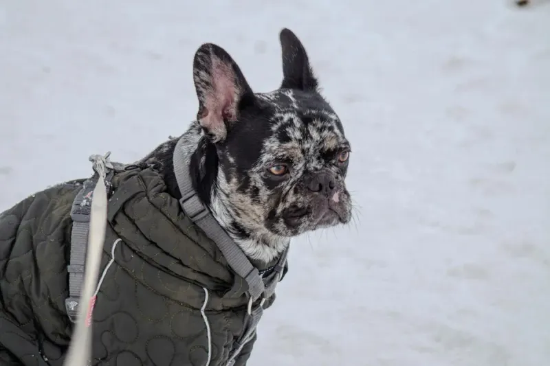 Abrigo para perros: comparativa invierno 2026