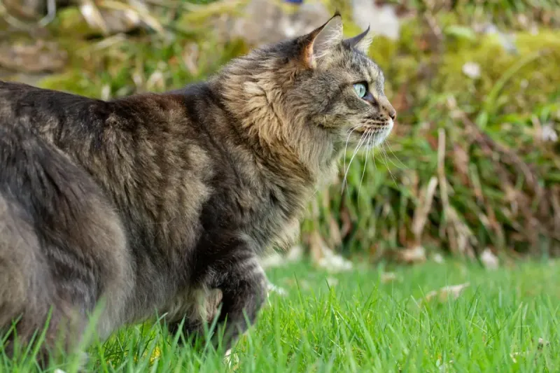 Mejor antiparasitario para gatos: guía completa