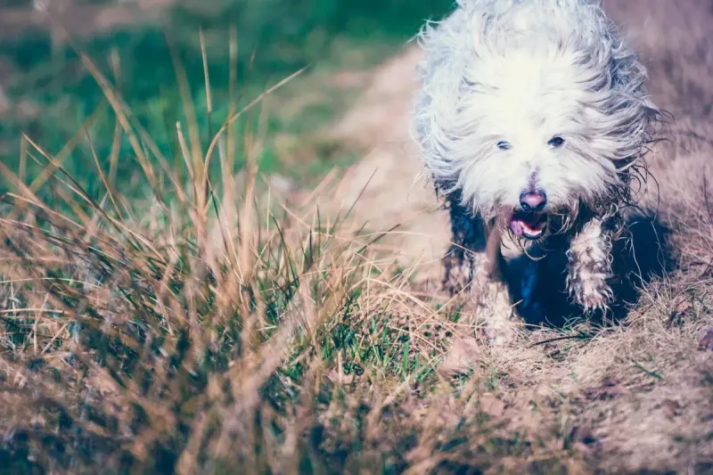 Mejor antiparasitario para perros: guía completa