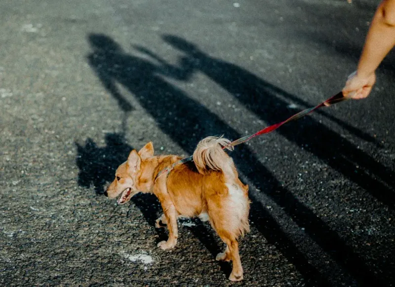 Mejor arnés antitirones para perros: comparativa 2026