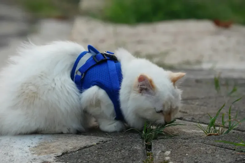 Arnés para gatos: comparativa antiescape 2026