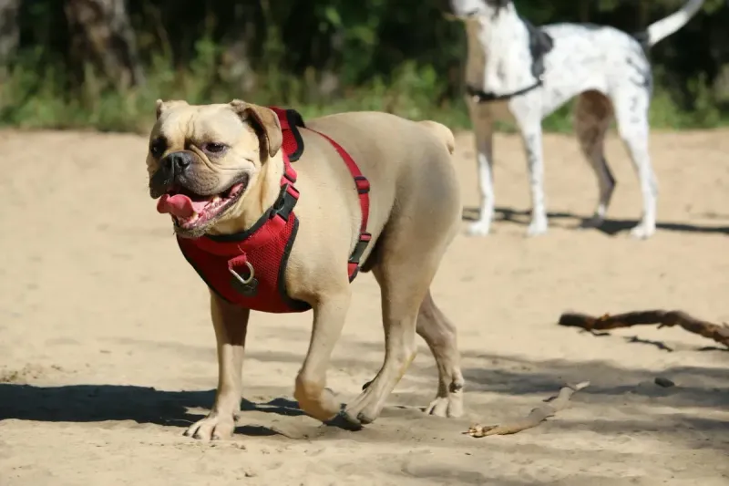 Mejor arnés para perros: comparativa 2026