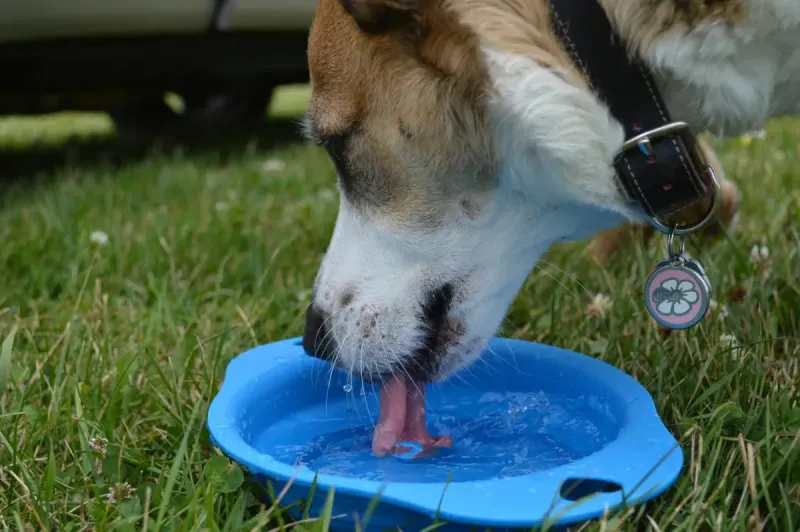 Bebederos para perros: guía completa y comparativa 2026