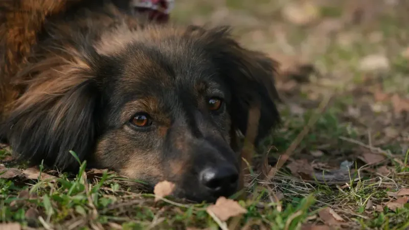 Bozal para perros: comparativa por tipo y tamaño 2026