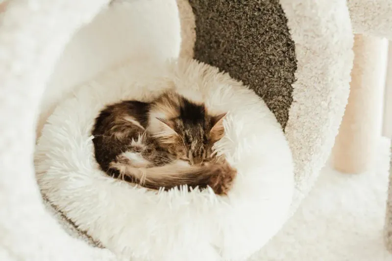 Mejor cama para gatos: guía definitiva 2026
