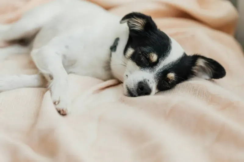 Cama para perros: guía completa por tipos 2026