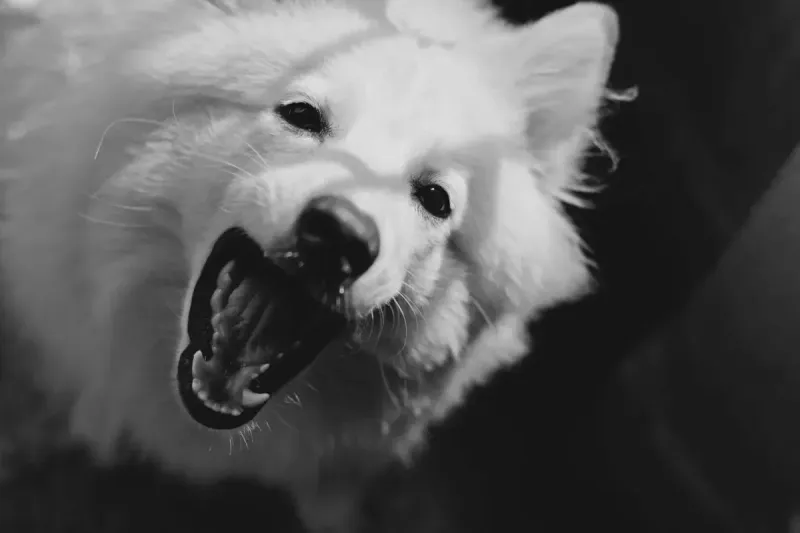 Mejor cepillo de dientes para perros 2026