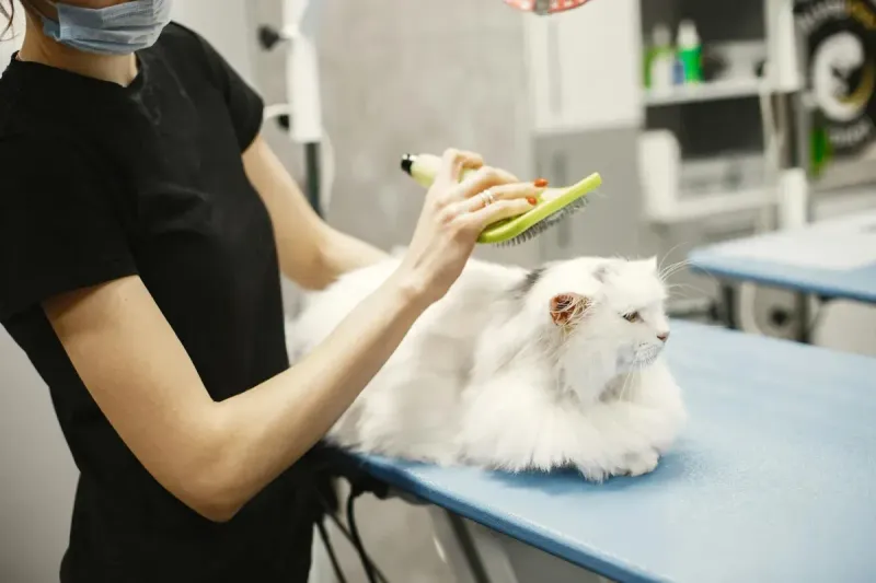Cepillos para gatos: comparativa por tipo de pelo 2026