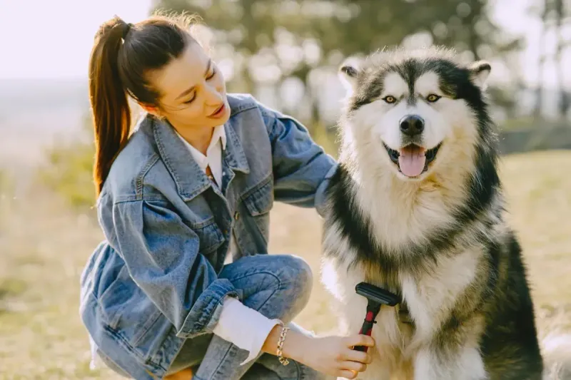 Mejor cepillo para perros: guía completa por tipo de pelo 2026
