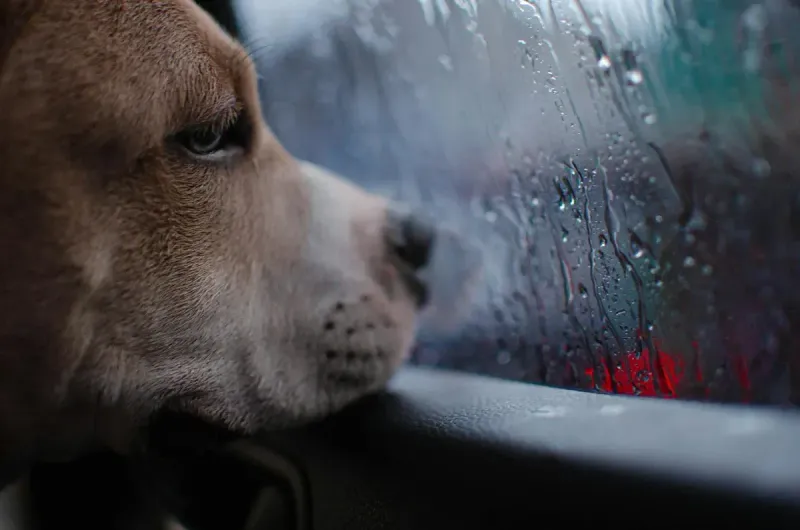 Chubasquero para perros: comparativa 2026