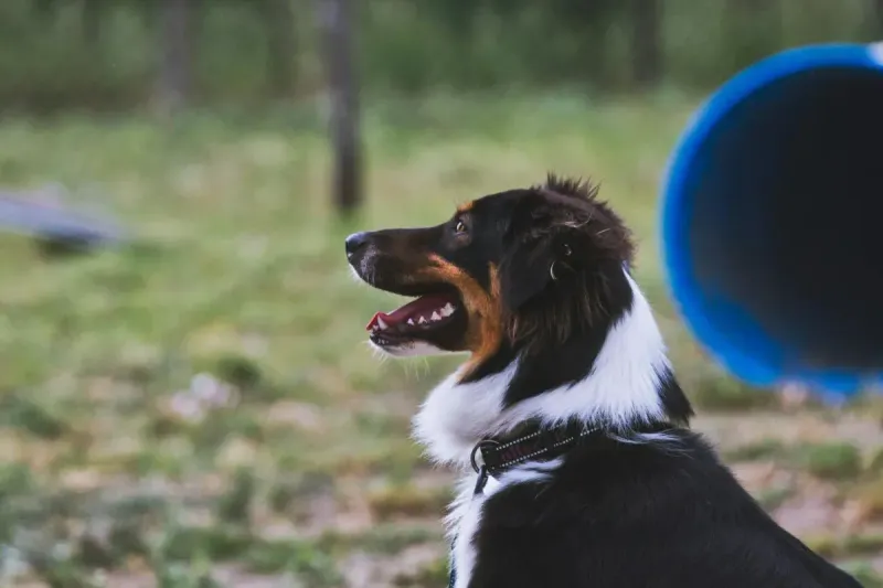 Mejores circuitos de agilidad para perros: comparativa 2026